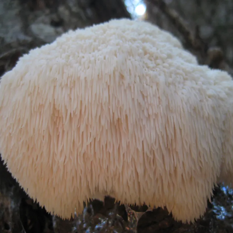 Multiple Lion’s Mane mushrooms fruiting together, showcasing their characteristic white, shaggy spines.