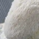 Lions Mane - Liquid Culture