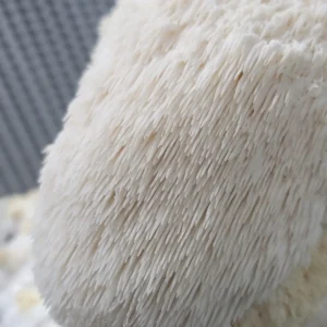 Close-up of a fully grown Lion’s Mane mushroom fruiting body with white, cascading spines.
