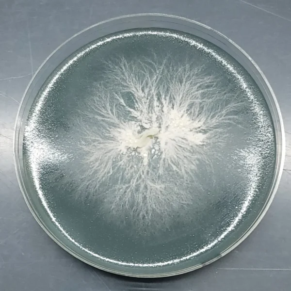 Close-up of Lion’s Mane mycelium spreading across a petri dish, showing white, fluffy growth patterns.