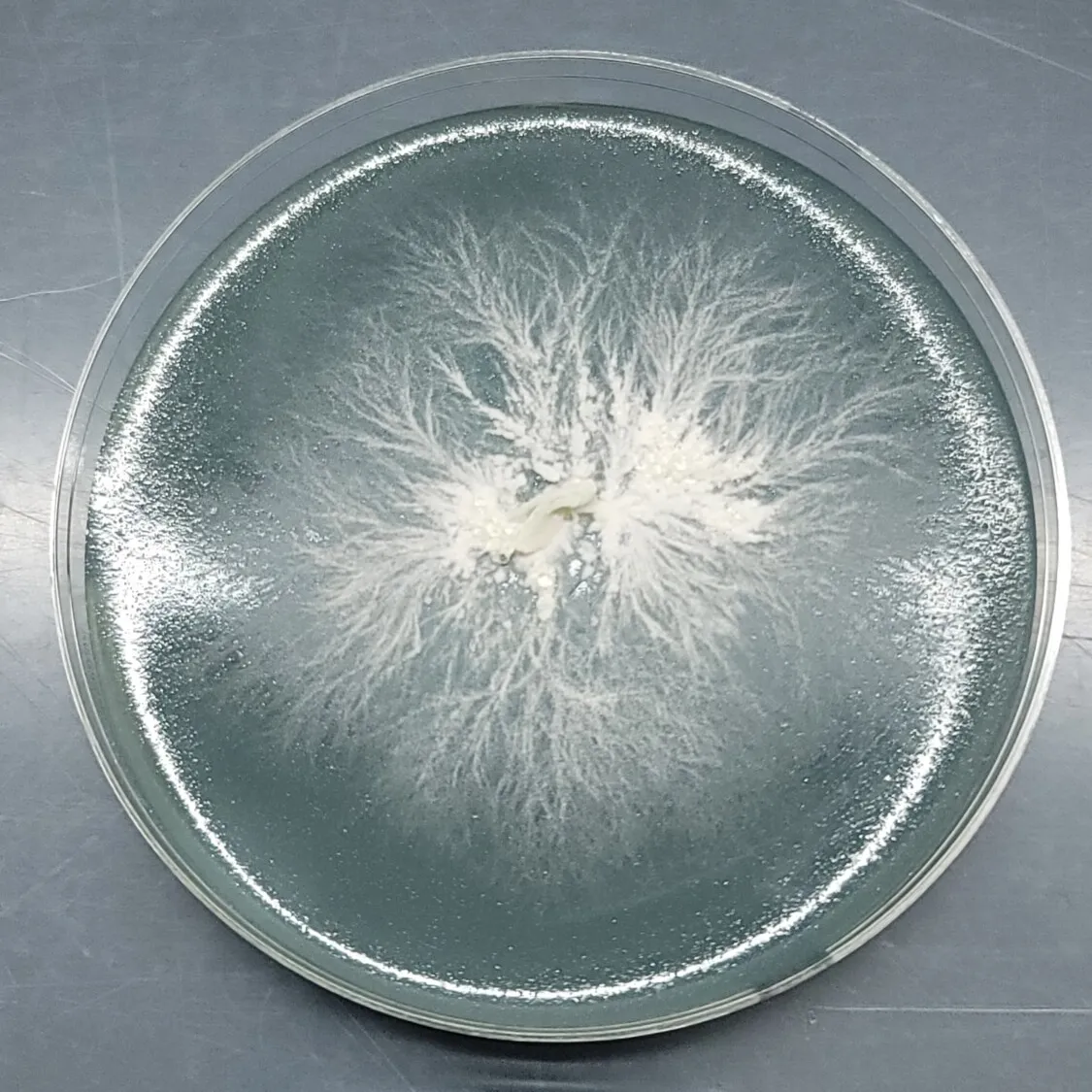 Close-up of Lion’s Mane mycelium spreading across a petri dish, showing white, fluffy growth patterns.