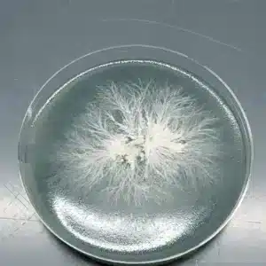 Lions-mane-6 Top-down view of a petri dish with Lion’s Mane mycelium forming intricate, filamentous networks across the agar surface.