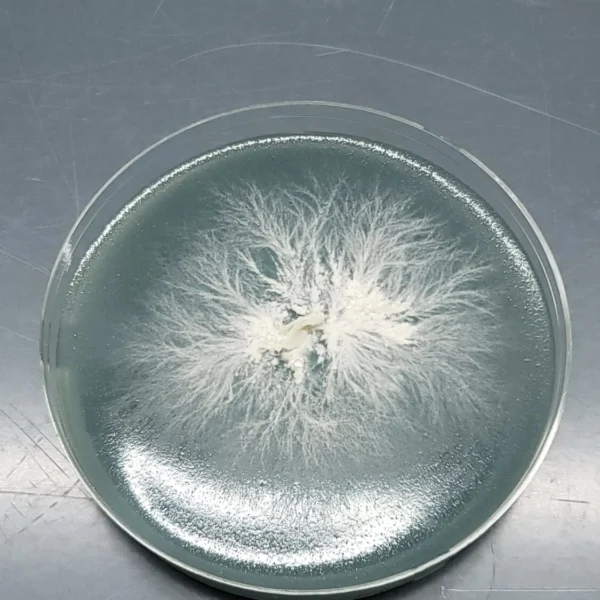 Top-down view of a petri dish with Lion’s Mane mycelium forming intricate, filamentous networks across the agar surface.