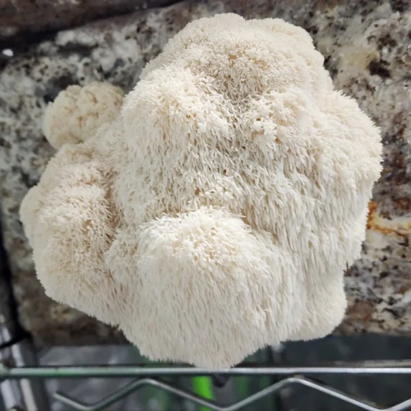 Fresh Lion’s Mane mushroom cluster displaying dense, icicle-like spines on a wooden substrate.