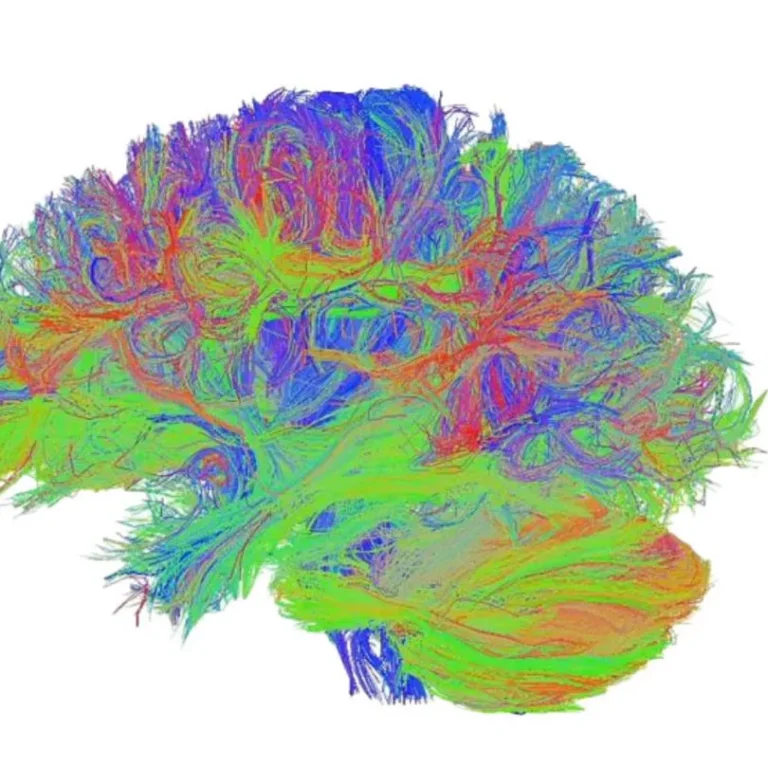 Lions Mane Neural mapping of human brain.
