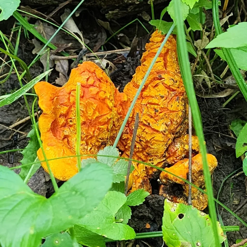 Lobster mushrooms found while foraging.
