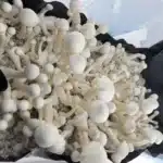 MFH Leucistic Penis Envy Revert (L Rev) Isolated Spore Syringe