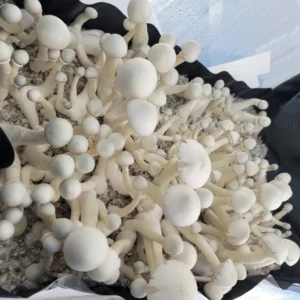 Blue-white MFH Leucistic Penis Envy Revert mushroom with medium gills, producing vibrant purple spores.