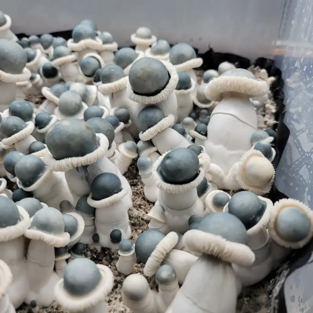 Albino Penis envy a legendary strain