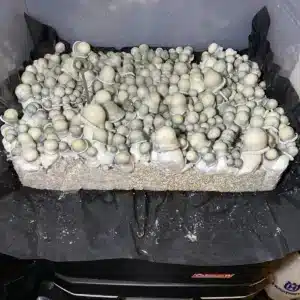 Rare Manna From Heaven Albino Penis Envy mushroom with grey-blue cap, prominent white stem, clear spores for microscopy.