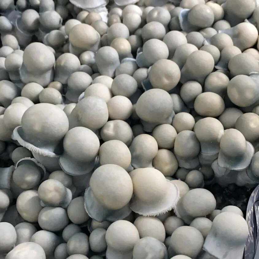 Manna from heaven albino penis envy mushrooms.