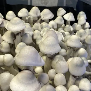 Slender MFH Leucistic Penis Envy Revert mushroom with bluish-white cap and purple spores, showing classic Penis Envy shape.