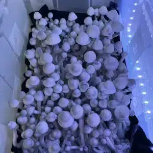 Close-up of MFH Leucistic Penis Envy Revert fruiting body, slender stem, standard cap, and deep purple spore print.