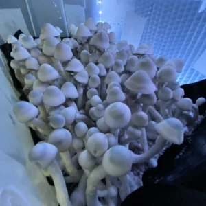 Slender MFH Leucistic Penis Envy Revert mushroom with bluish-white cap and purple spores, showing classic Penis Envy shape.