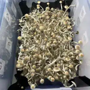 Close-up of Psilocybe natalensis mushroom with smooth brown cap and pale stem.