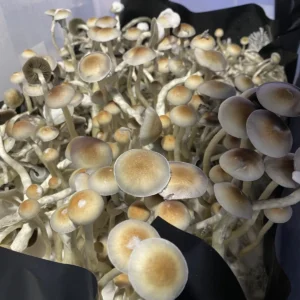 Cluster of P. natalensis mushrooms, showing rich cap coloration and elongated form.