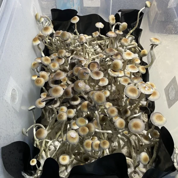 Psilocybe natalensis fruiting bodies with broad golden-brown caps and tall slender stems.