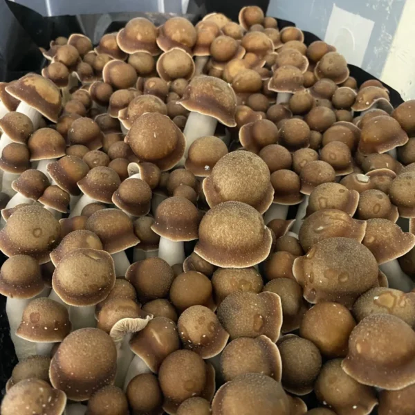 Cluster of Penis Envy mushrooms, Manna From Heaven lineage, with distinctive cap shape and warm brown tones.
