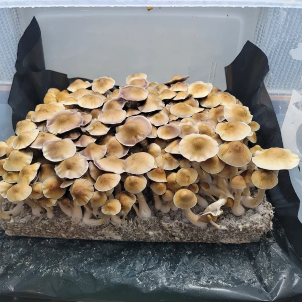 Machine Elf Psilocybe cubensis fruiting bodies, inspired by Terence McKenna’s vision of quantum realms.