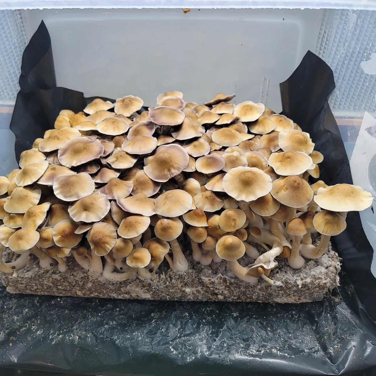 Machine Elf Psilocybe cubensis fruiting bodies, inspired by Terence McKenna’s vision of quantum realms.