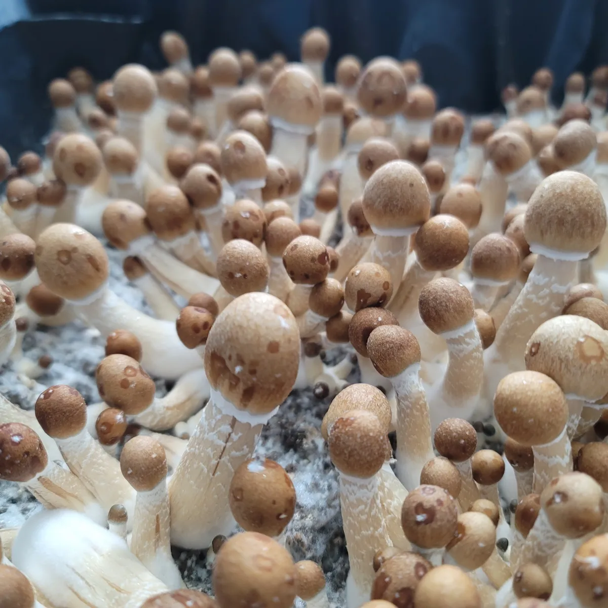 Machine Elf Psilocybe cubensis hybrid mushrooms with pale caps and faint greenish nipples, F5 stabilized lineage.
