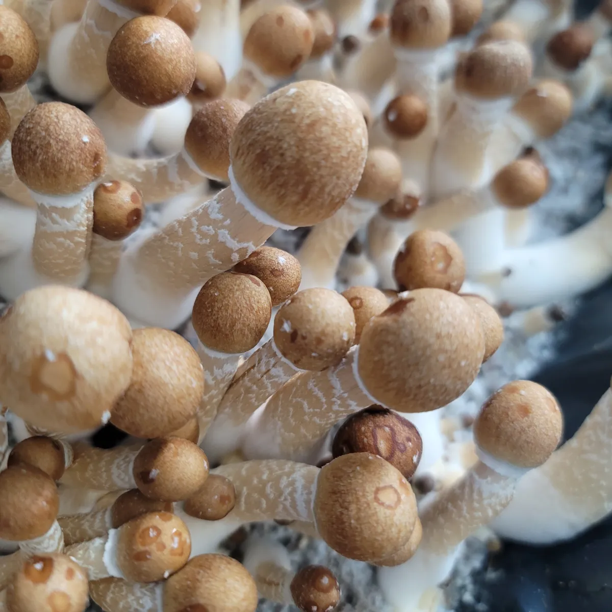 Machine Elf fruits displaying thick stems and pale coloration, stabilized cross between Penis Envy Uncut and wild Peruvian cubensis.