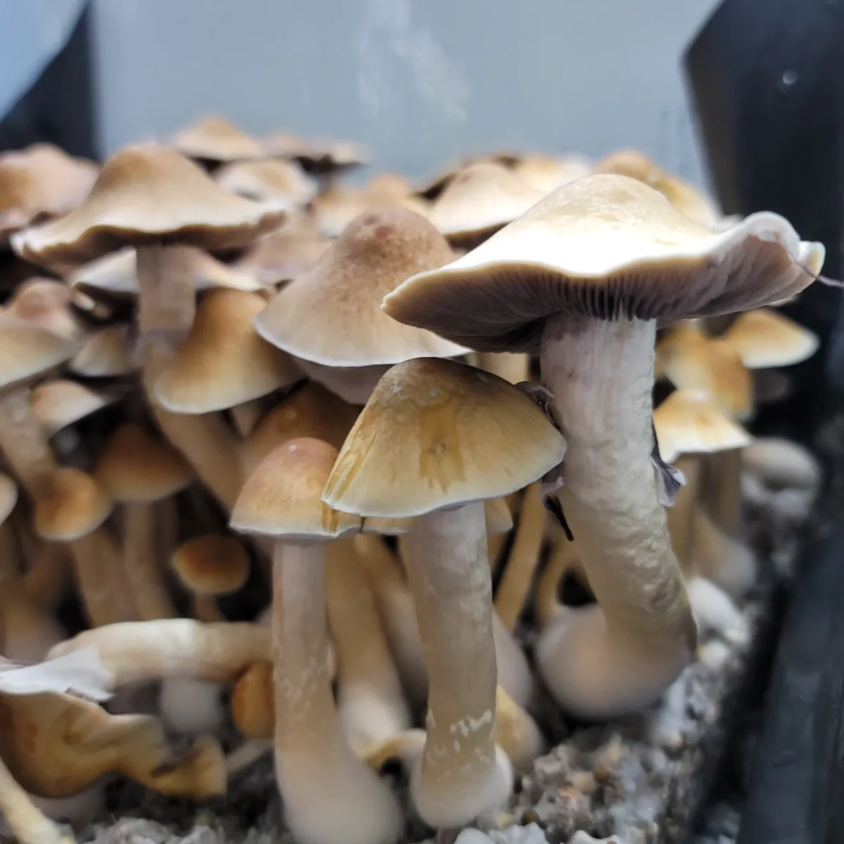 Close-up of Machine Elf cubensis mushroom with unique morphology and mystical naming origin.