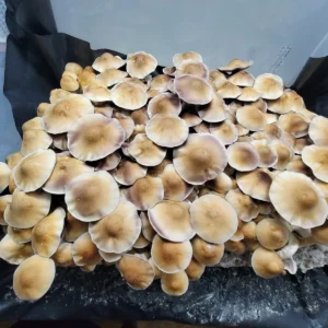 Machine Elf Psilocybe cubensis strain, named after McKenna’s Machine Elves of psychedelic lore.