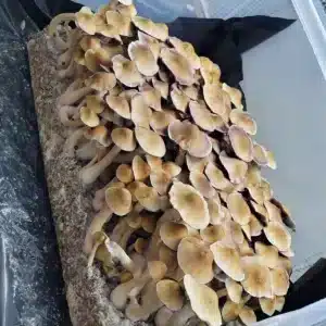 Distinctive Machine Elf cubensis mushroom showcasing bold fruit body formation.