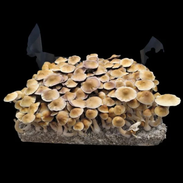 Machine Elf Psilocybe cubensis mushroom with dense cap and elongated stem, named after McKenna’s vision.