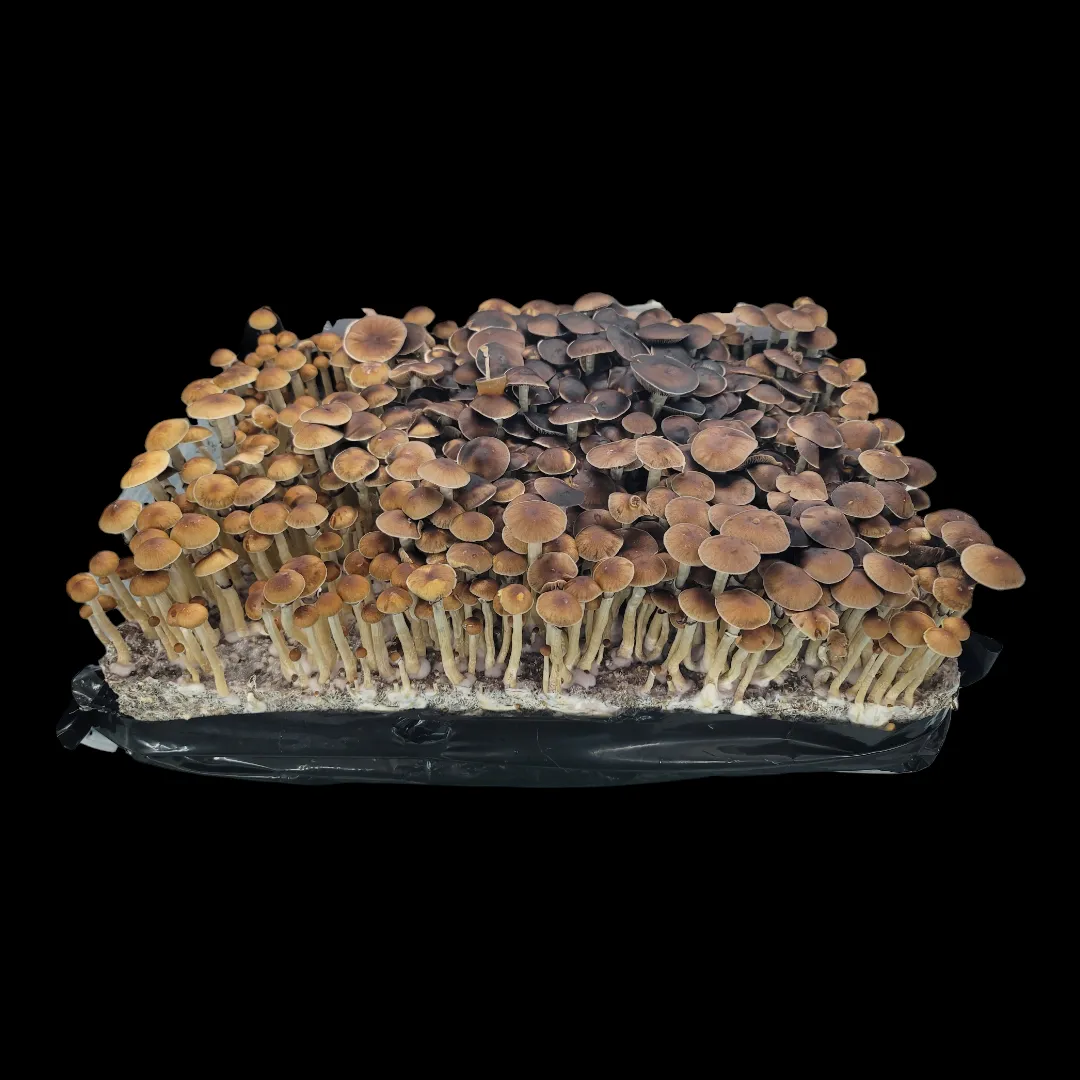 Mazatapec flush on a tub with 100s of mushroom fruits.