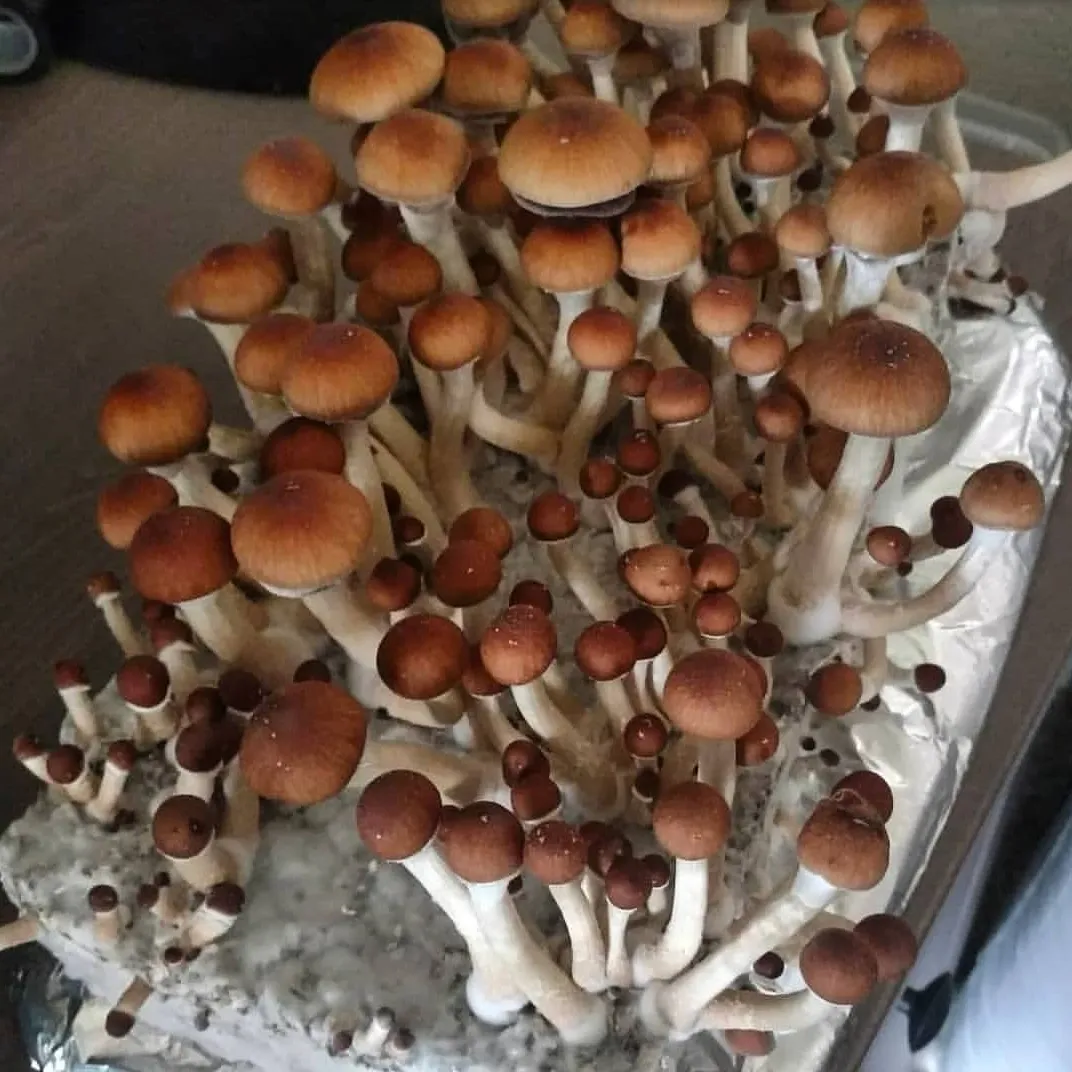 Mazatapec spore print, classic Psilocybe Cubensis variety linked to Mazatec mushroom heritage.