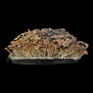 Historic Mazatapec strain from Oaxaca with abundant purple spores, cultivated for research and collection.