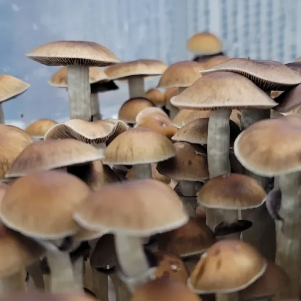 Mazatapec Cubensis spore print showing medium to large gill imprint, ideal for microscopic study.