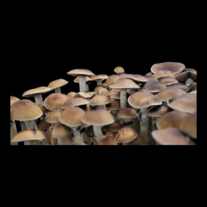 Purple Mazatapec spores ready for microscopy and research, representing the sacred Mazatec mushroom tradition.