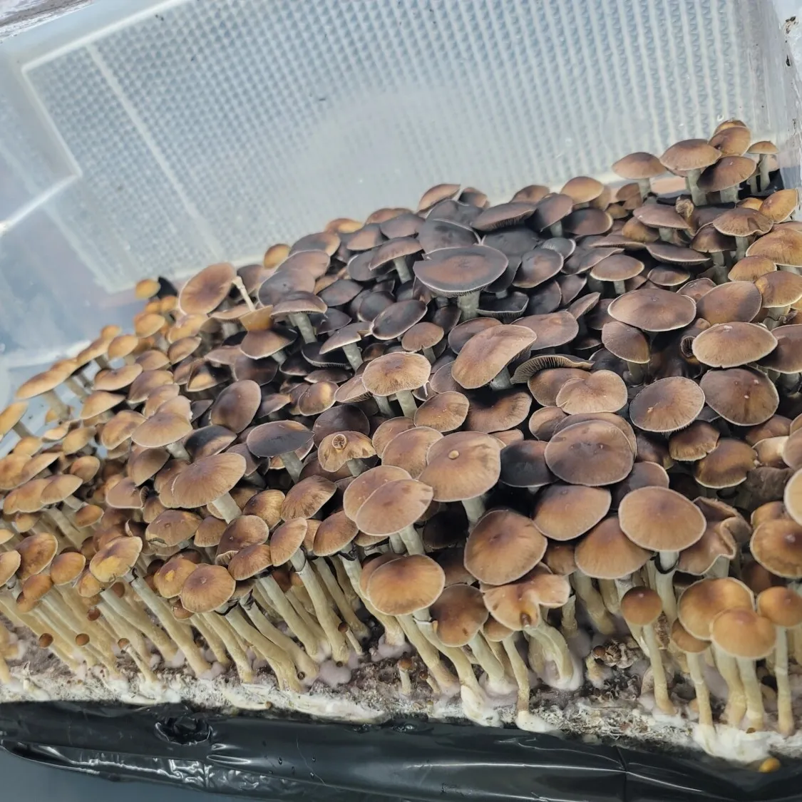 Mazatapec Psilocybe cubensis spore print, iconic strain from Oaxaca, Mexico with deep cultural significance.