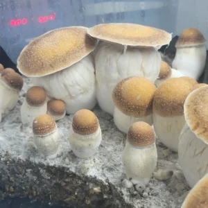 Mega Mac 300 is a rare showcase of cubensis genetics, with four individual fruiting bodies each ranging from 310 to 380 grams. This massive cluster highlights the extraordinary potential of this unworked and unreleased strain, setting it apart as a truly unique addition to the 100 Gram Club collection.