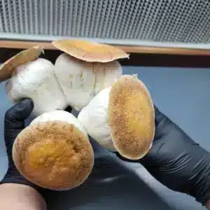 The Mega Mac 300 represents a remarkable expression of Psilocybe cubensis, producing colossal fruiting bodies that each weighed between 310 and 380 grams. Still unworked and unreleased, this exceptional genetic stands as a one-of-a-kind specimen within the 100 Gram Club series.