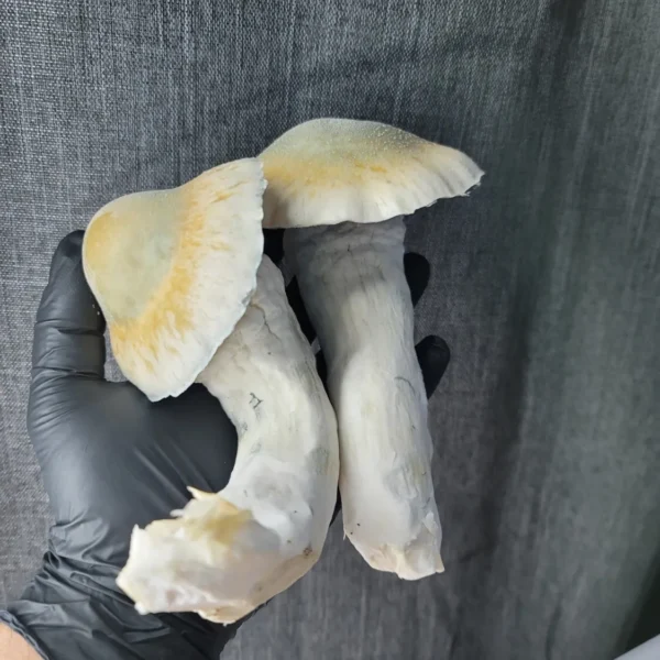 Massive Melmac Psilocybe cubensis fruiting body over 100 grams, showing tan and white coloration with green-hued cap.