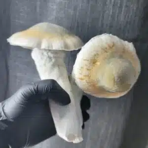 Melmac cubensis mushroom from the 100 Gram Club, enormous in size with pale stem and green-tinted cap.