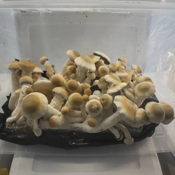 Melmac Psilocybe cubensis with thick, twisted stems and broad golden-brown caps.