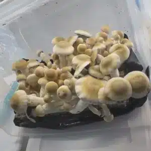 Close-up of Melmac cubensis mushroom showing its heavy, deformed morphology and classic coloration.