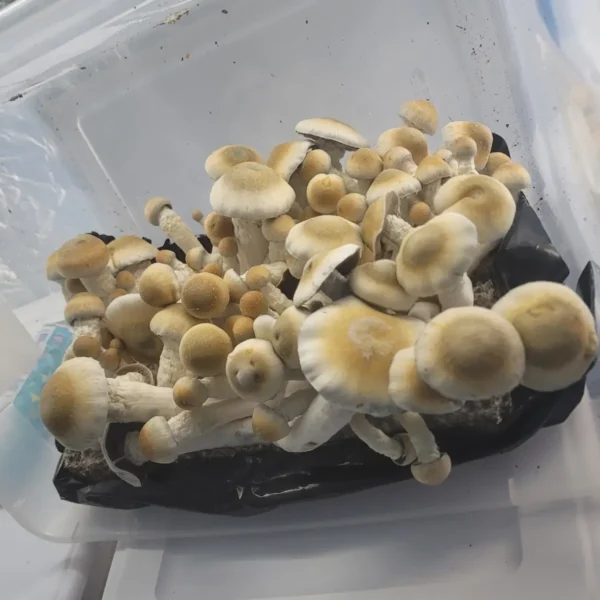 Close-up of Melmac cubensis mushroom showing its heavy, deformed morphology and classic coloration.