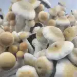 Melmac - Spore Swab
