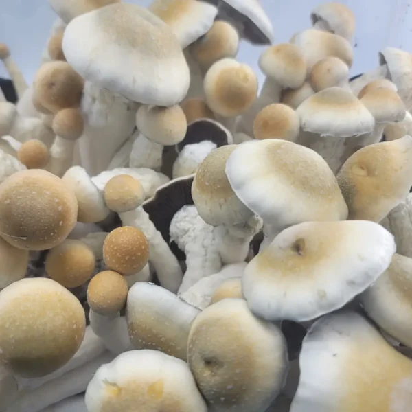 Cluster of Melmac cubensis fruiting bodies, known for their dense form and distinctive cap shapes.
