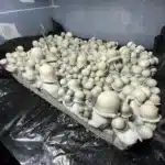 Manna From Heaven Albino Penis Envy Isolated Spore Syringe