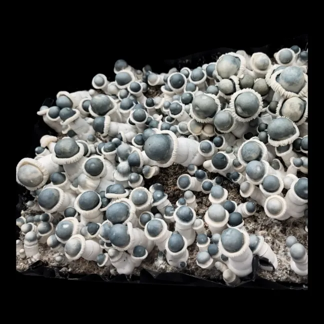 Top-down view of MFH Ape highlighting rare albino cap colors of blue and white, thick white stems, clear spores