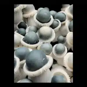 Close-up of Manna From Heaven Albino Penis Envy showing greyish-blue cap, white stem, and unique clear spores.