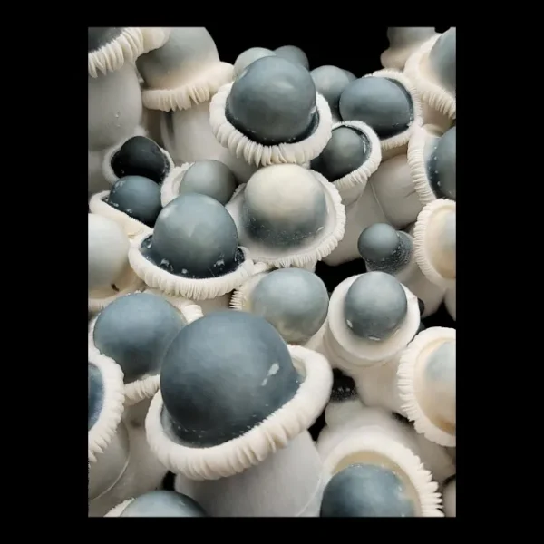 Blue and white capped Manna from heaven Albino Penis Envy