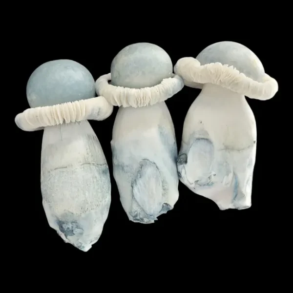 Close-up of Manna From Heaven Albino Penis Envy showing greyish-blue cap, white stem, and unique clear spores.